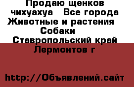 Продаю щенков чихуахуа - Все города Животные и растения » Собаки   . Ставропольский край,Лермонтов г.